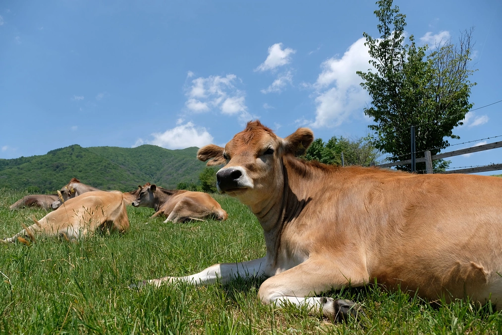 活動報告②｜「ジャージー仔牛を商品化できませんか？」プロジェクトの始まり