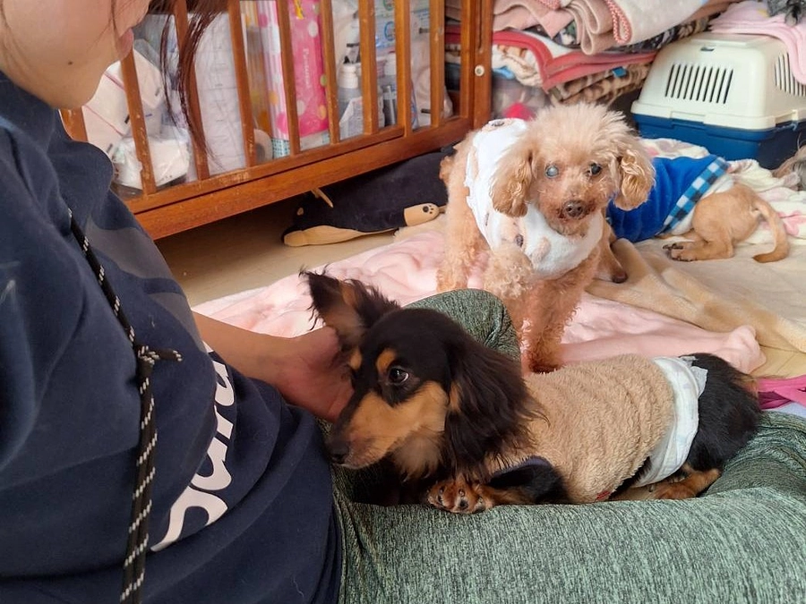 譲渡活動について