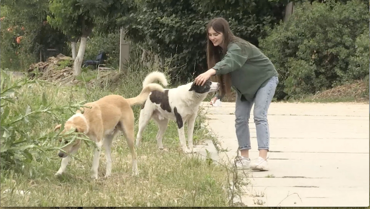 映画「犬と戦争」上映のお知らせ