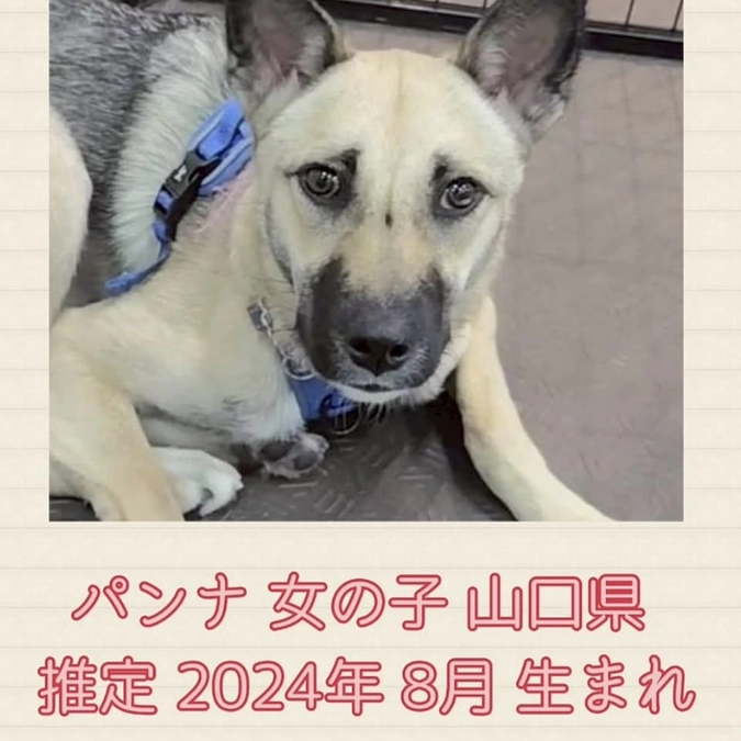 レーベンでの賑やかな日々をご紹介。パンナのお引っ越し。