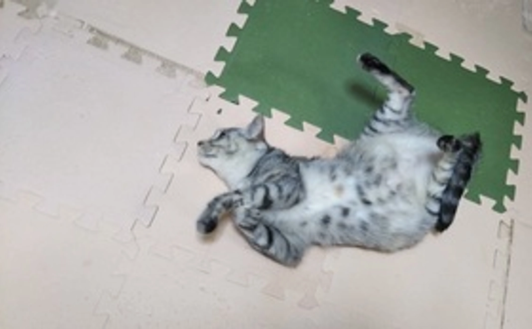 感謝のメール・オリジナル卓上カレンダー