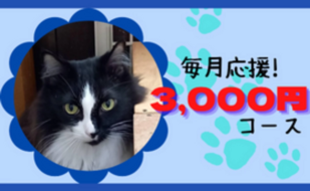 毎月3,000円にゃんたまサポーター!