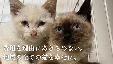 不幸な命を産まさない、不妊手術で救いたい猫の命【第六弾】 のトップ画像