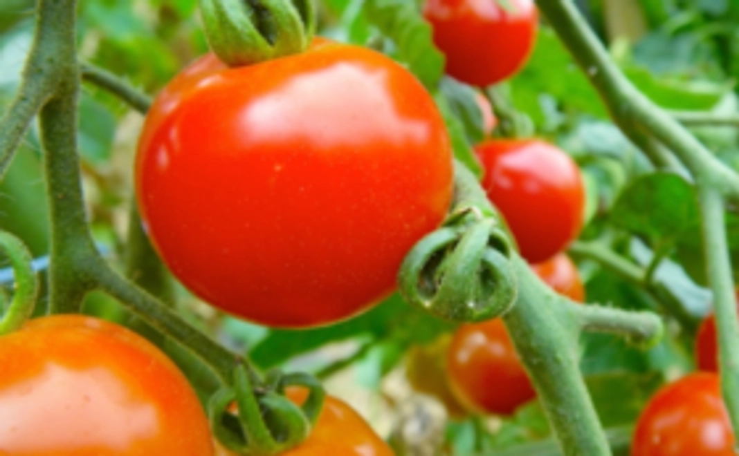 【旭町を元気に！応援コース】梨のケチャップ1個＋おいしいトマト1袋