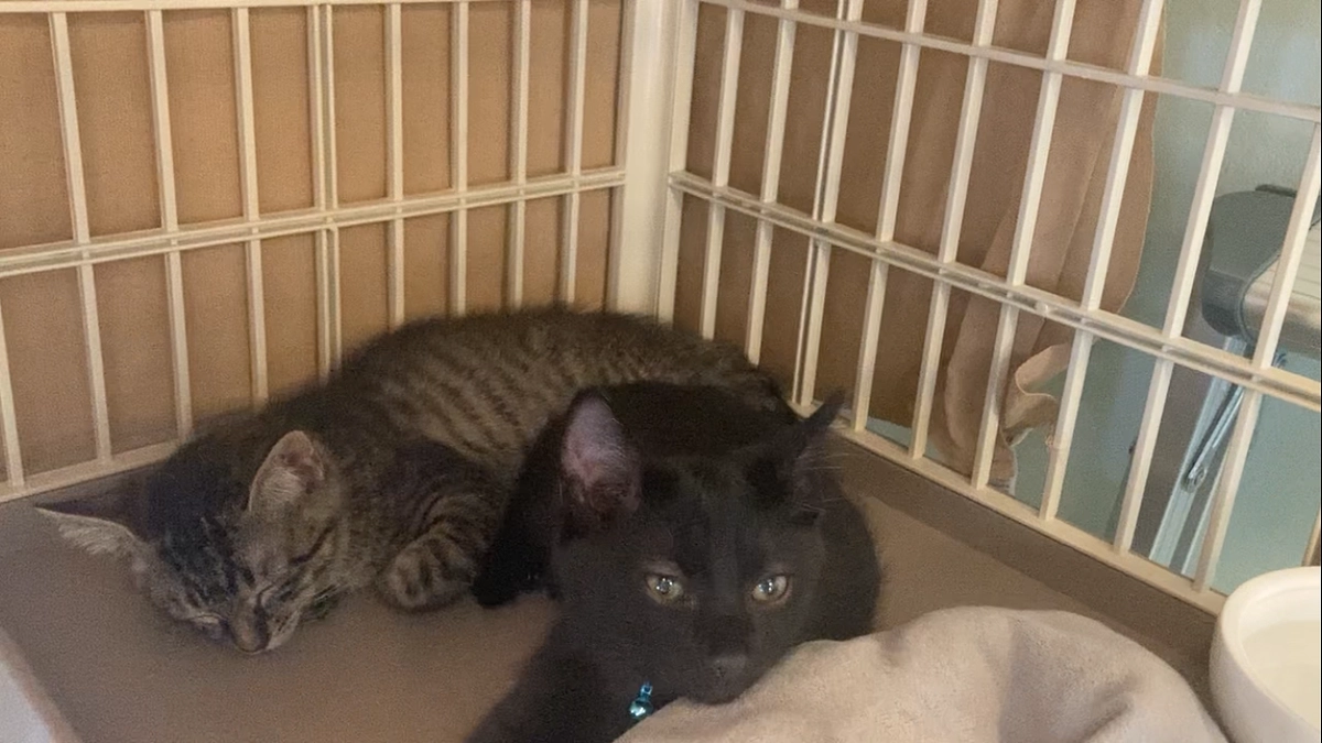 チャレンジ終了後の日々