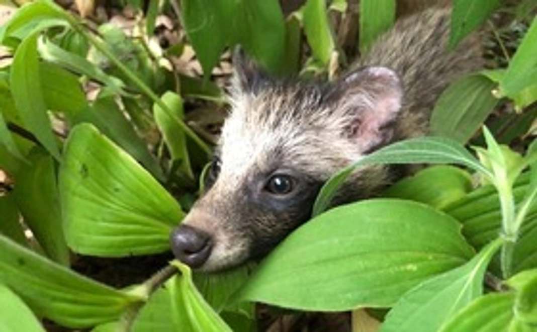 A：【リターン不要の方向け】お気持ちコース：3千円