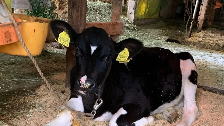 高栄養・コスパ良い乳製品で魅力的カツサンド・シェイク