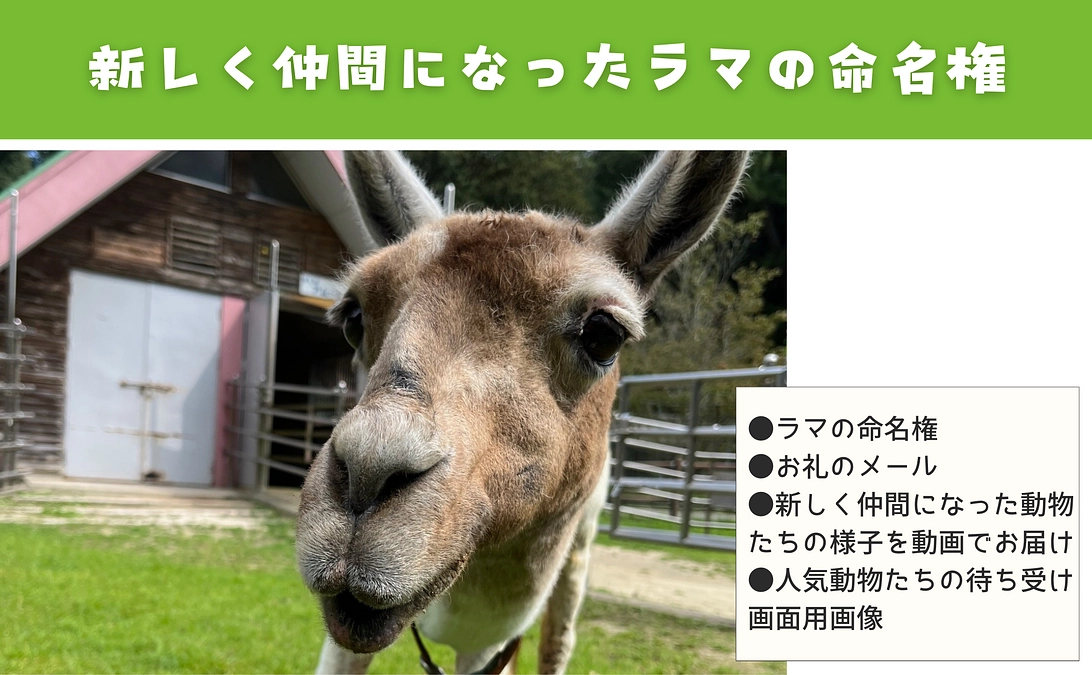 【活動報告⑥】リターンの紹介：名付けで応援｜新しく仲間になったラマの命名権