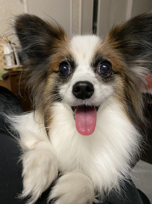 🐾プロジェクト終了のお知らせ🐾