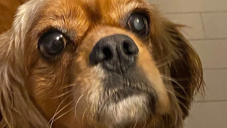 まだ一歳なのに白内障になってしまったモコ。手術費用をどうか助けてく