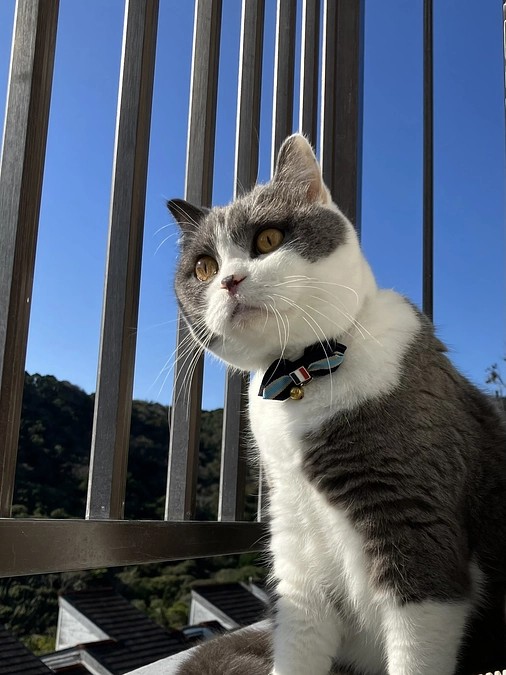 現在のしらすくんの様子