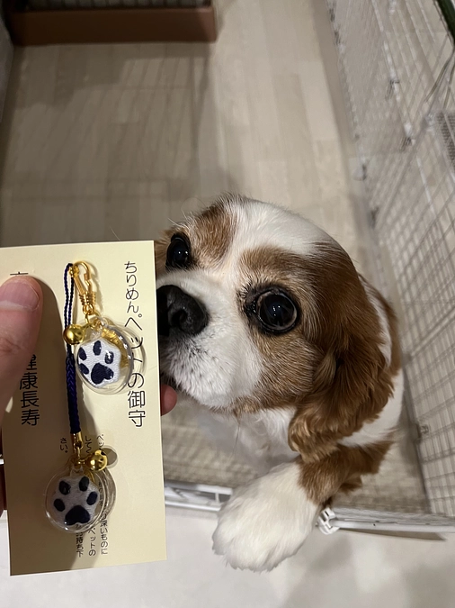 手術まで残り2日。お守りを買いにいきました。
