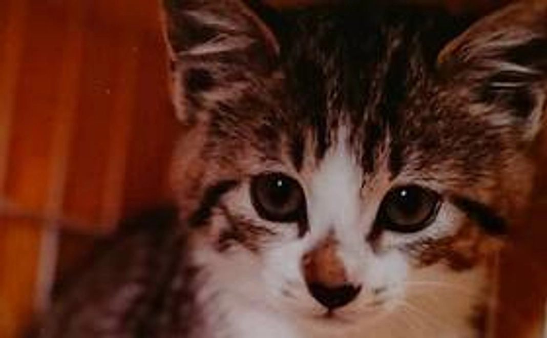 『感謝のメール』＋『写真データ1枚』