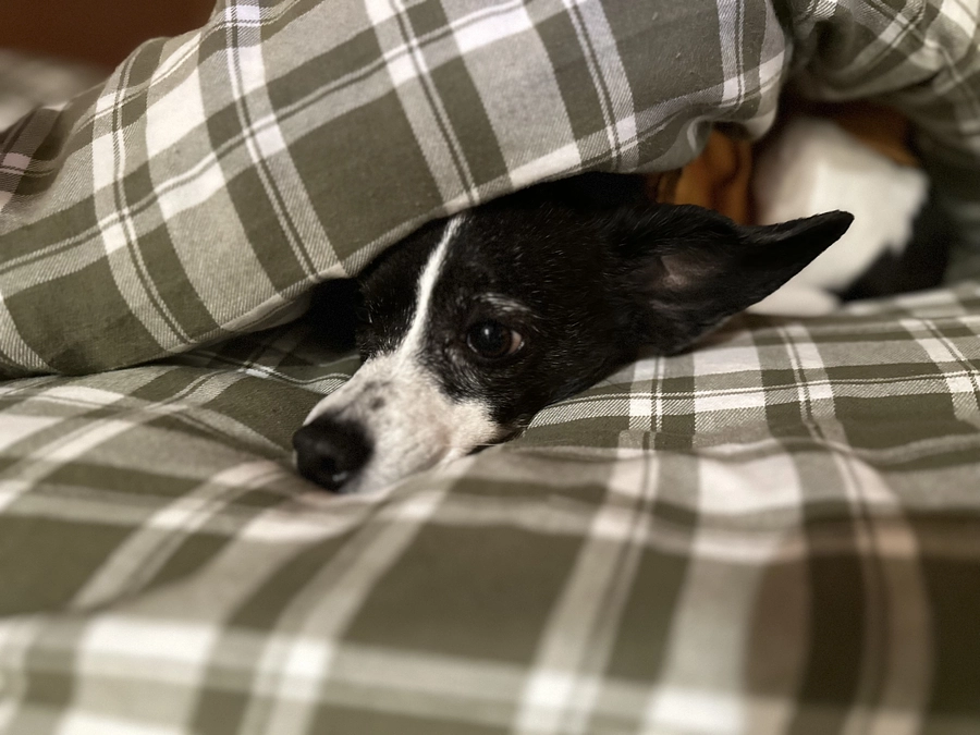 今日のニコちゃん