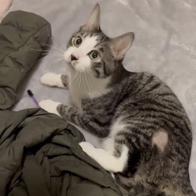 エリザベスカラーは、やっぱり苦手です。