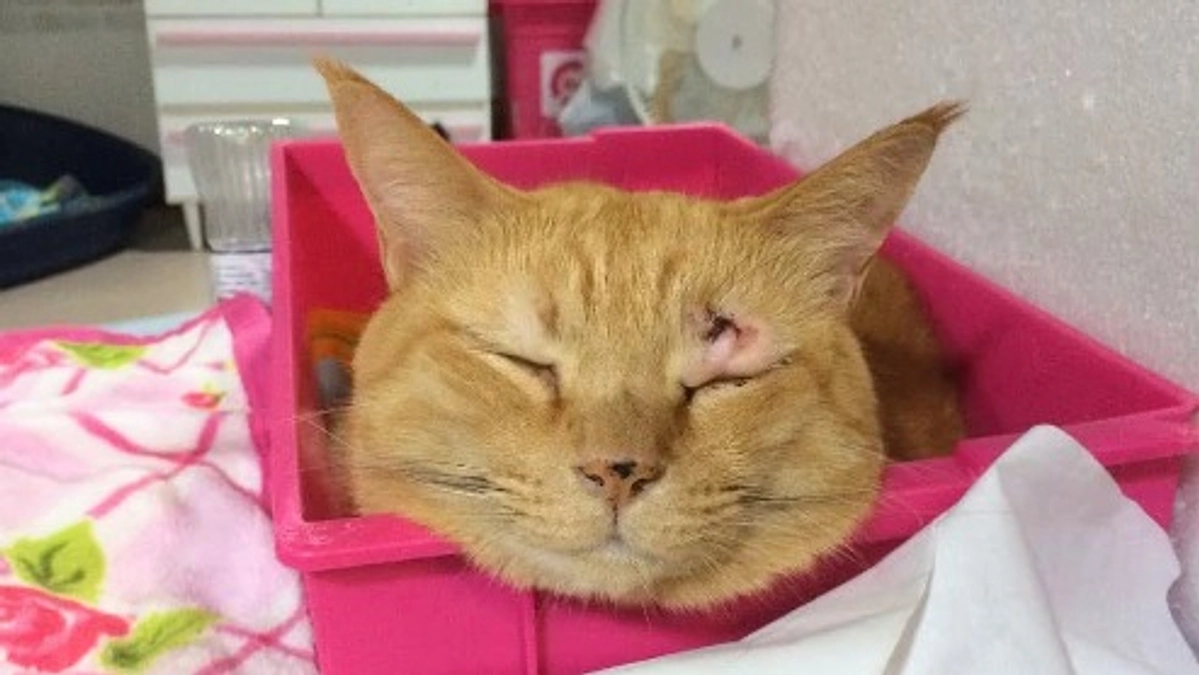 17歳のモカ永眠