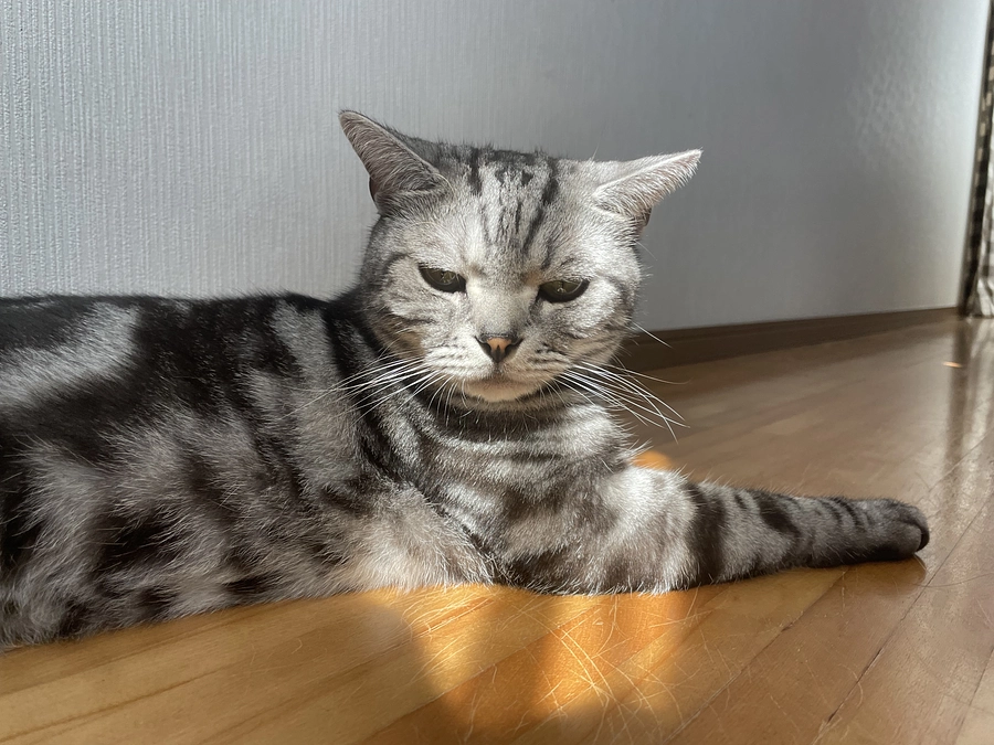 本日の銀時(投薬残り7日)