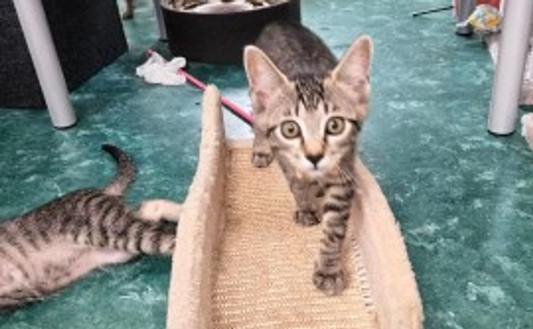 毎月2,000円コース