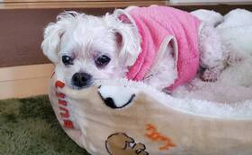 はなこへの支援（リターン不要な方）