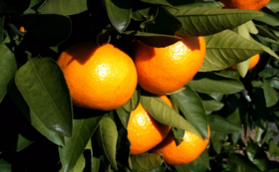 【第一号醸造！通常販売よりお得！】ぶさいくワイン(720ml・2本)