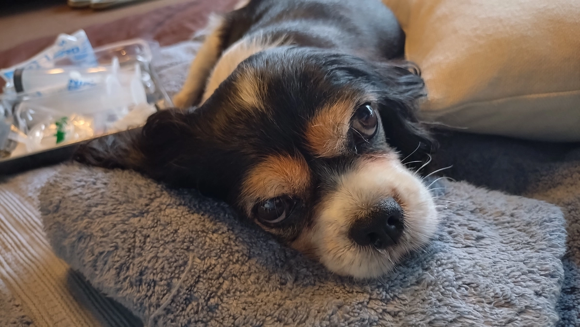 10月23日ハニーの様子