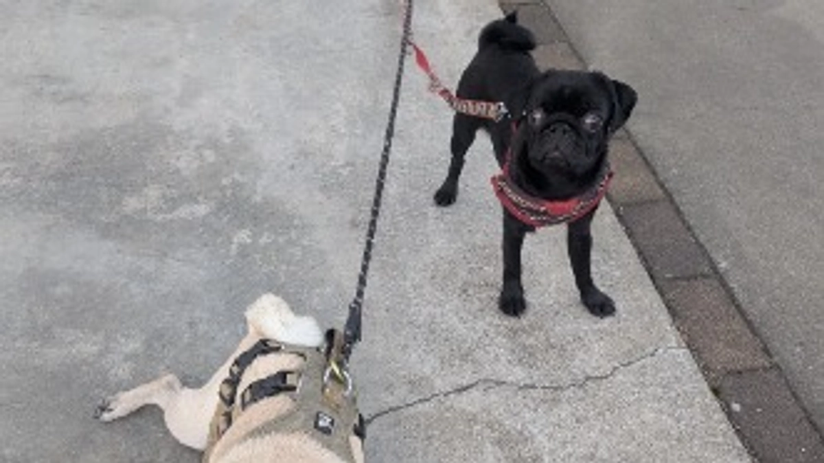 本日13時から感謝のインスタライブします。