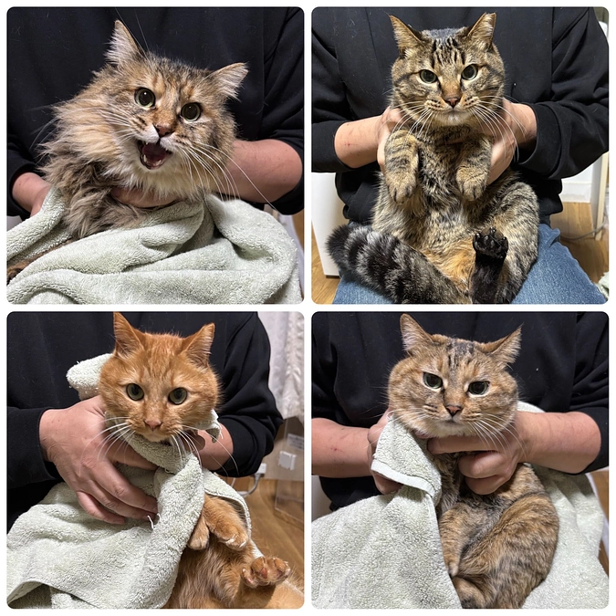 ２月１４日は、キジ小屋の猫４頭を保護しました。