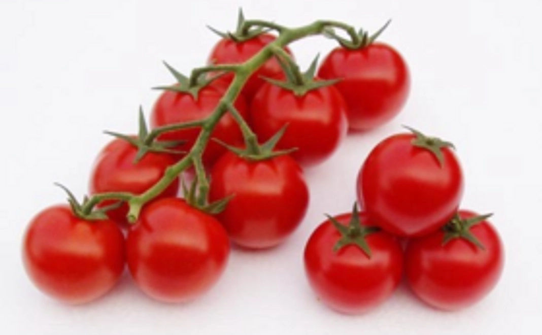 【高糖度中玉トマトコース】