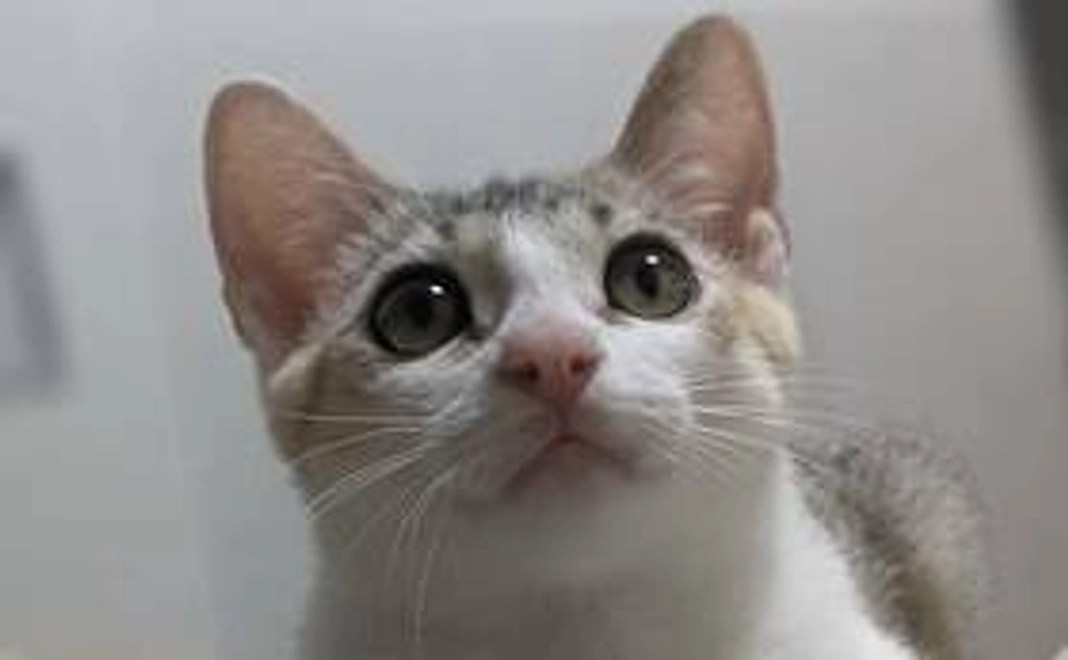 はねぎ応援②　リターン不要　応援お願いします