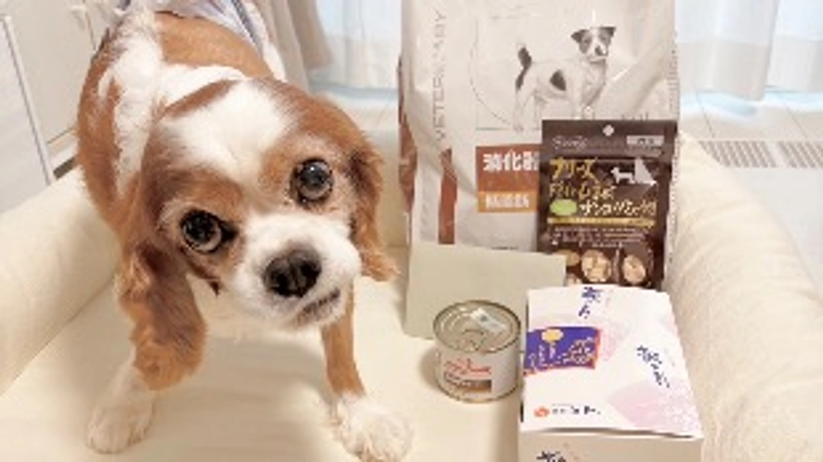 退院11日目。ルイへ素敵なプレゼントが届きました🎁