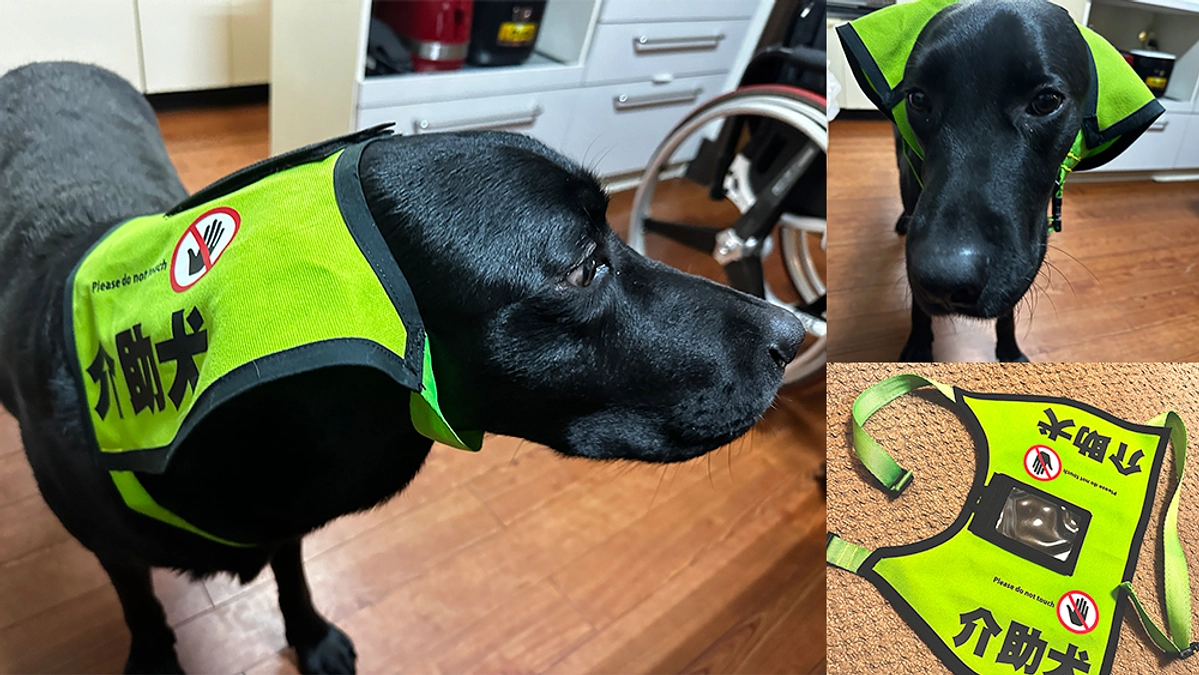 昨日は、介助犬アンディ君のための新デザイン介助犬ベストのフィッティングをしました。