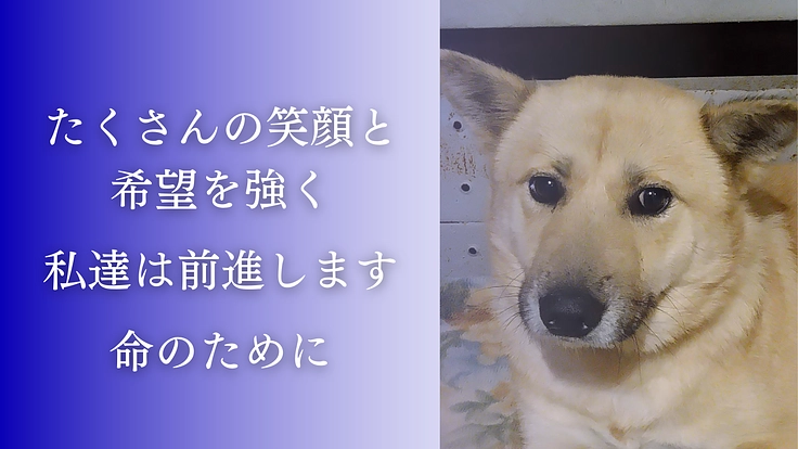 殺処分反対！周南の成犬を助けるため、第二のまあくんハウスを作りたい 10枚目