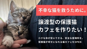 不幸な猫を救うために。譲渡型の保護猫カフェを作りたい！ のトップ画像
