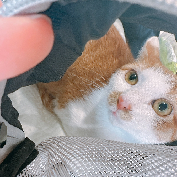 ひめちゃん、病院頑張ってきました！