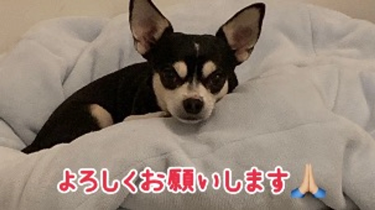 🌼代理支援のご案内🌼