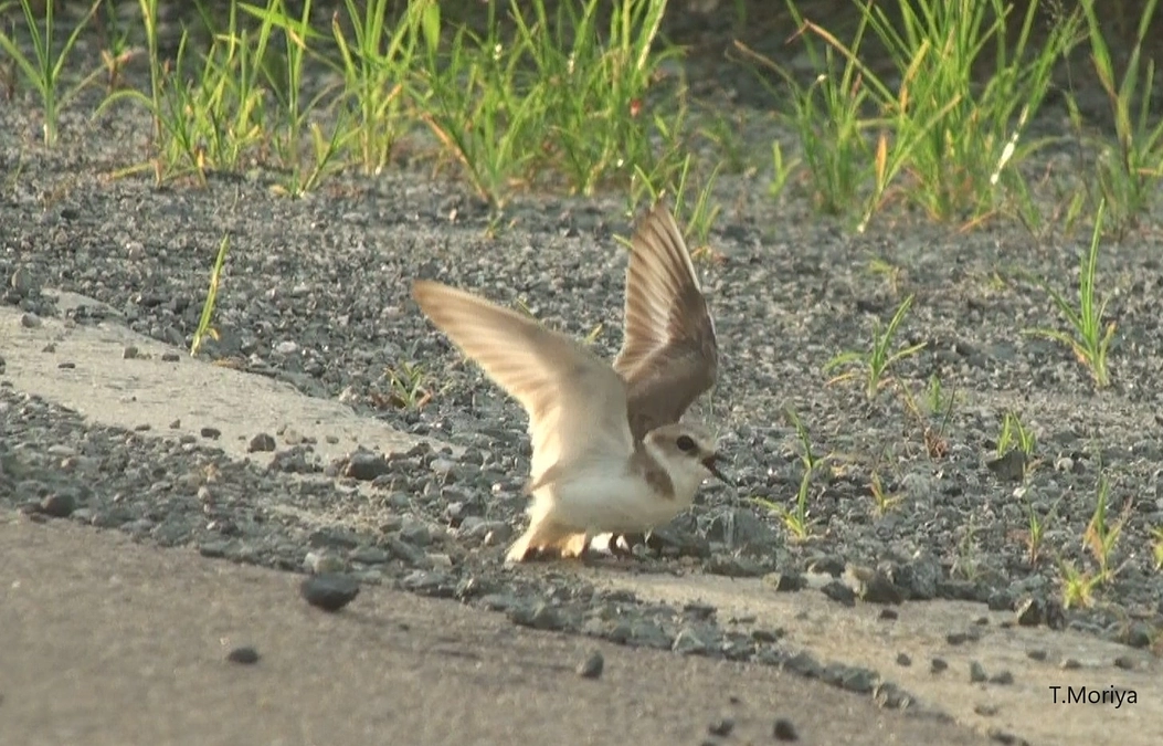 【動画あり】シロチドリの子育てには工夫がいっぱい