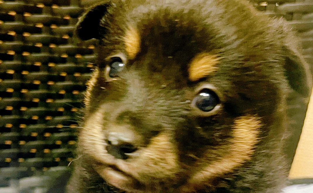 スタート応援コース