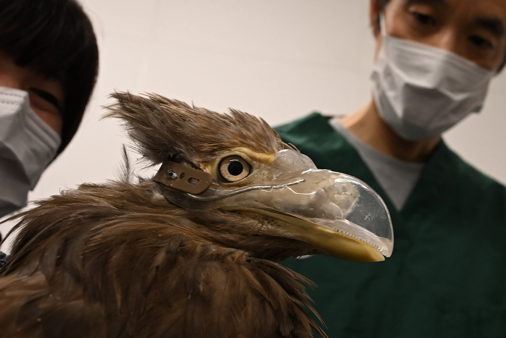 オジロワシBec（ベック）のお正月