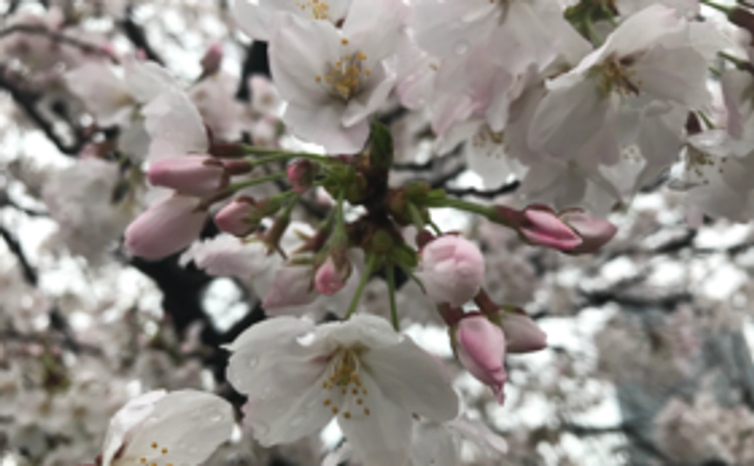 完成したカード式防災ガイドブックを進呈