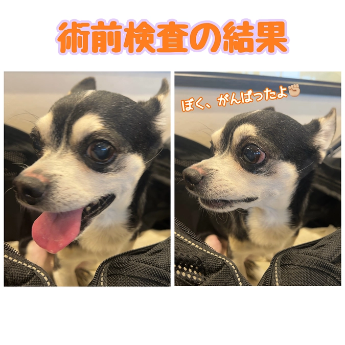 術前検査の結果📝