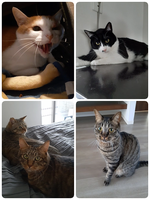 5匹の医療について