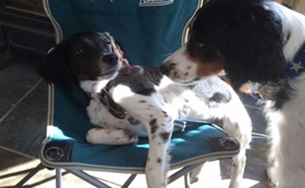 CotoRiku看板犬のフォトグラフ集