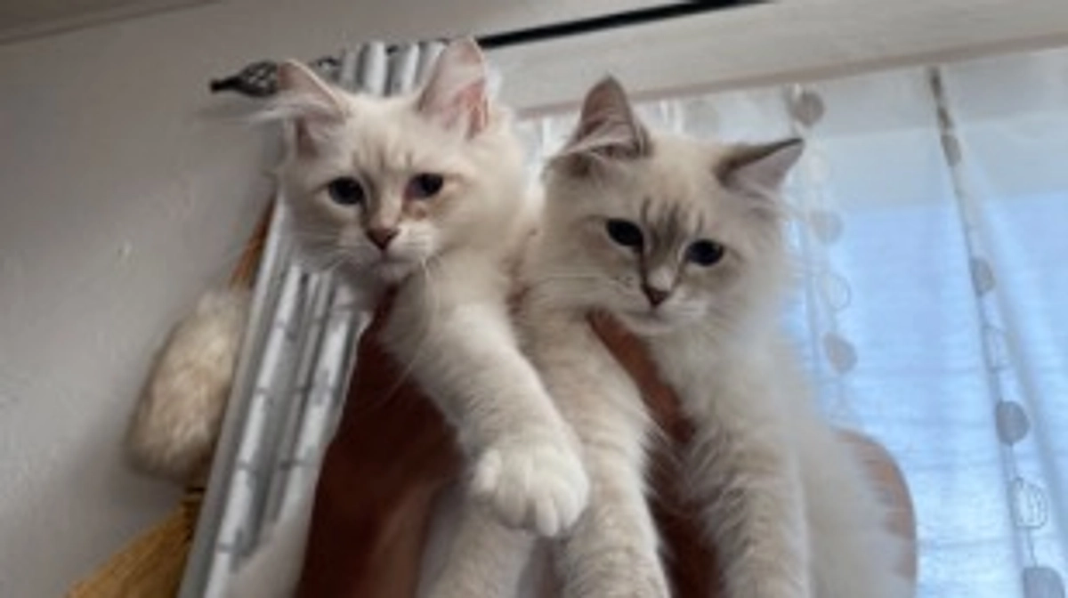 【代理支援させていただきました】