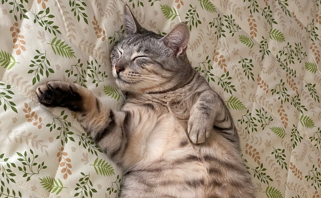 〈リターン不要な方向け〉お気持ち支援5000円コース