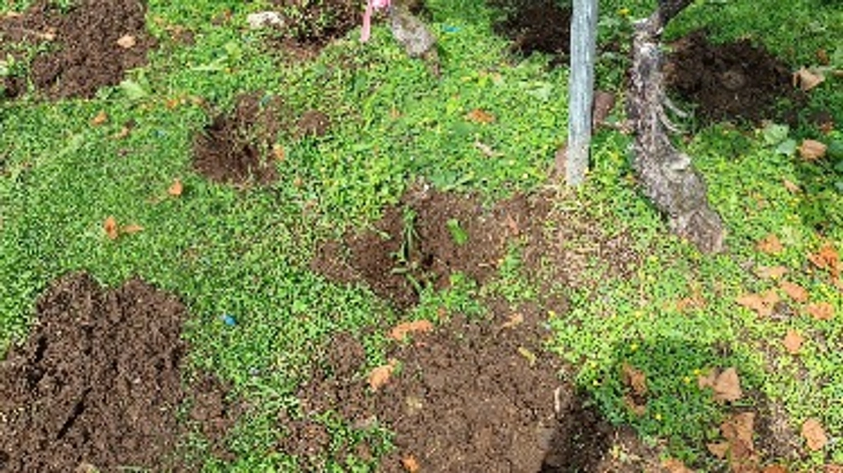 ブドウ畑の“土”を見える化！？