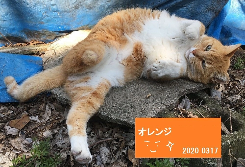 2024/01/25 　三本足のオレンジの一生。