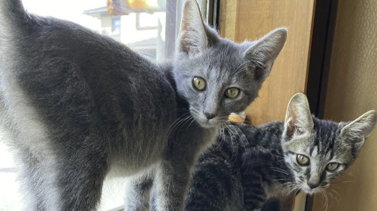 グレー３兄妹🐱‍🏍🐱‍🏍🐱‍🏍