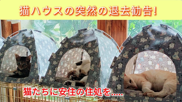 緊急!猫ハウスの退去勧告! 猫に住処を!!