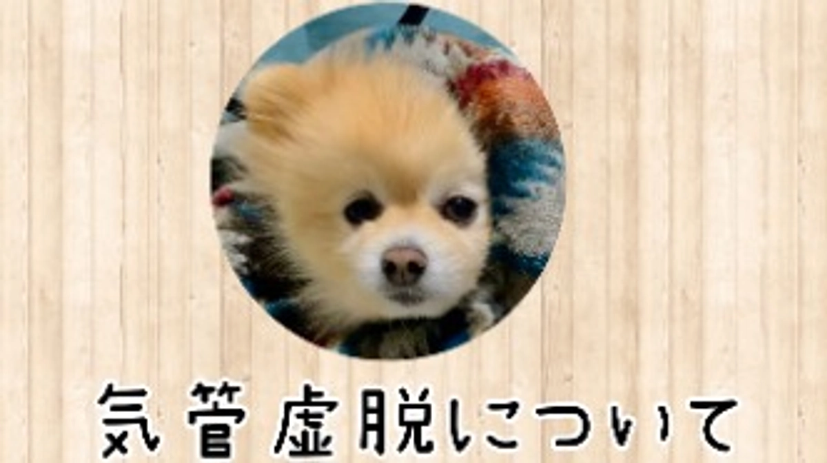 気管虚脱について