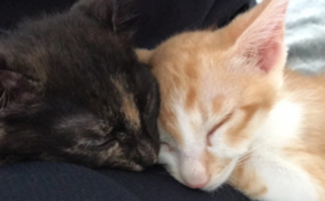 【もふっこひだ密着フォローで応援！】